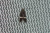 Aproaerema cinctella