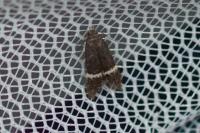 Aproaerema cinctelloides