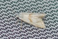 Cochylimorpha straminea