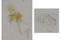 Aproaerema cinctella