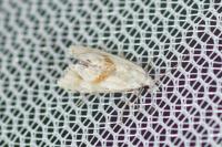 Cochylimorpha straminea