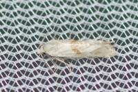 Cochylimorpha straminea
