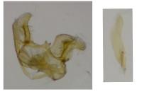 Cochylimorpha straminea