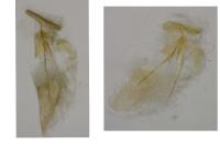 Cochylimorpha straminea