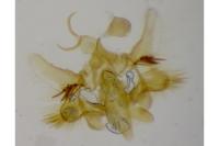 Aethes mauritanica