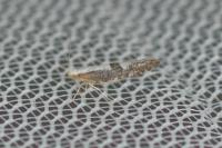 Argyresthia spinosella