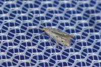 Elachista biatomella