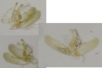 Elachista biatomella