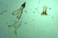 Carpatolechia alburnella