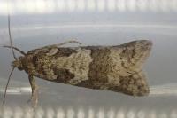 Cnephasia stephensiana