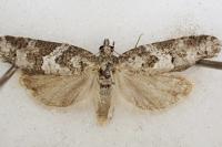 Cnephasia stephensiana