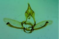 Cnephasia stephensiana
