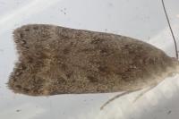 Anacampsis populella