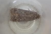 Anacampsis populella