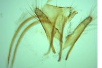 Anacampsis populella