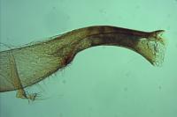 Anacampsis populella