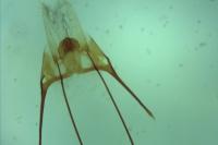 Anacampsis populella