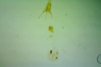 Zeiraphera rufimitrana