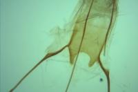 Zeiraphera rufimitrana