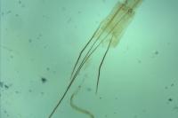 Blastobasis phycidella