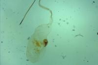 Blastobasis phycidella