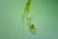 Blastobasis phycidella
