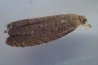 Dichrorampha senectana