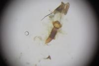 Dichrorampha senectana