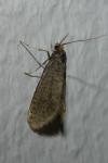 Taleporia tubulosa