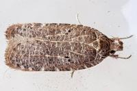 Agonopterix rutana