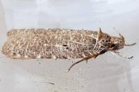 Agonopterix rutana