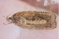 Agonopterix rutana