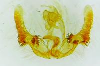 Metendothenia atropunctana
