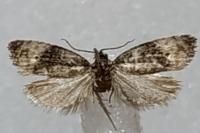 Metendothenia atropunctana