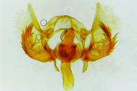 Cochylichroa atricapitana