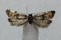 Cochylichroa atricapitana