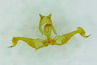 Spilonota laricana