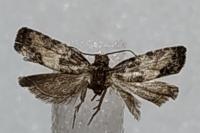 Spilonota laricana