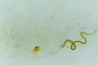 Blastobasis glandulella