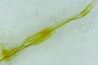 Blastobasis glandulella