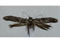 Blastobasis glandulella