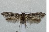 Blastobasis