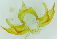 Blastobasis glandulella