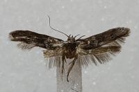 Blastobasis glandulella