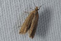 Bactra