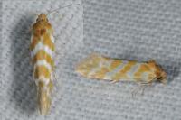 Aethes margaritana
