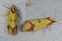 Agapeta zoegana