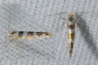 Argyresthia goedartella
