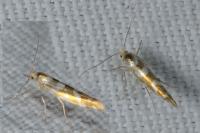 Argyresthia goedartella