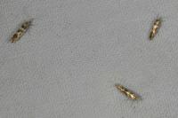 Argyresthia goedartella
